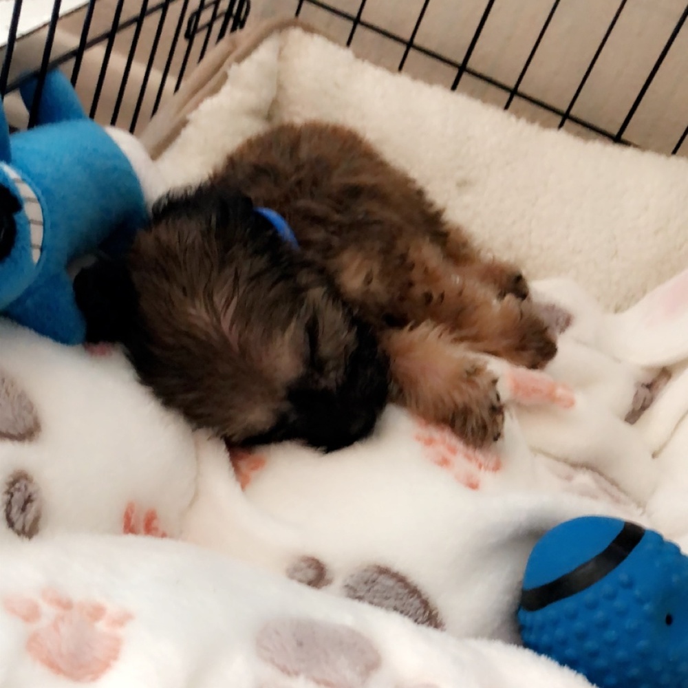 Meet your Posher, Karan